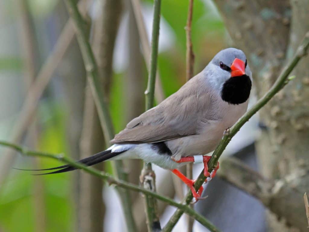 Shaft Tailed Finch The Finch Weekly