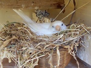 Canary hen on a nest