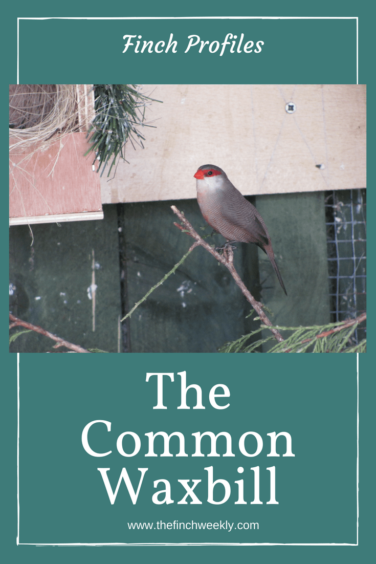 The Common Waxbill is also known as the St Helena Waxbill and is a great starter waxbill species. Learn about keeping and breeding these small birds. Click to read more #birdkeeping #finch #waxbill