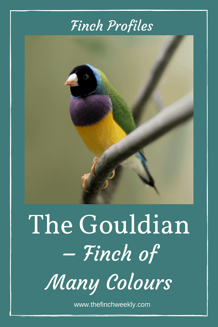 The Gouldian Finch is often called the Rainbow Finch and for good reason. These attractive, colourful Australian finches come in various colours. Click to read a species profile including the different colours and breeding tips #birdkeeping #finch