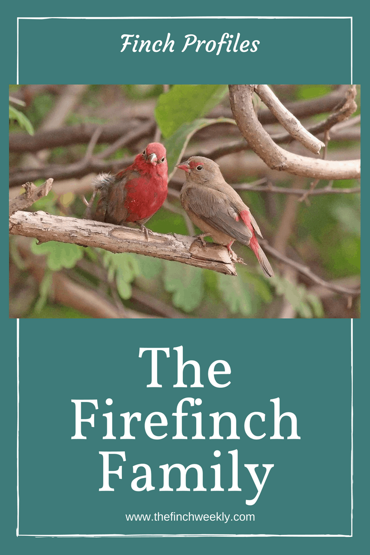 The Firefinch family live up to their name - with shades of red, maroon and burgundy, these are stunning birds. They are also an African family of small finches so need protection from the weather. Click to read more about the different members of the family