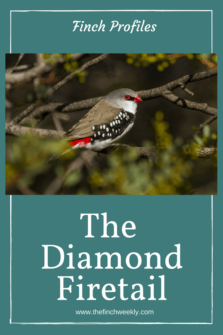 The Diamond Firetail has a bit of a reputation - and sometimes it is deserved! One of the stockier members of the family it can be a little aggressive but not always. Learn more about keeping these birds