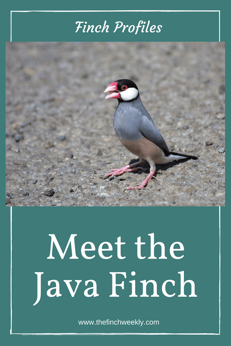 The Java Finch is a larger member of the Estrildidae family that has a bit of a reputation. But are they really troublesome in the aviary? And what are they like to keep and breed? Click to find out more