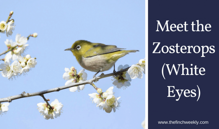 Meet the Zosterops (White Eyes)