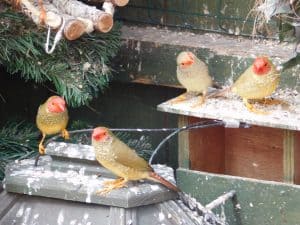 Red and Yellow Head Star Finches