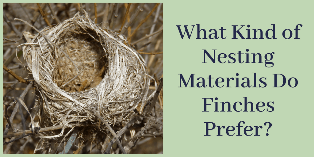 Nesting Materials Do Finches Prefer 