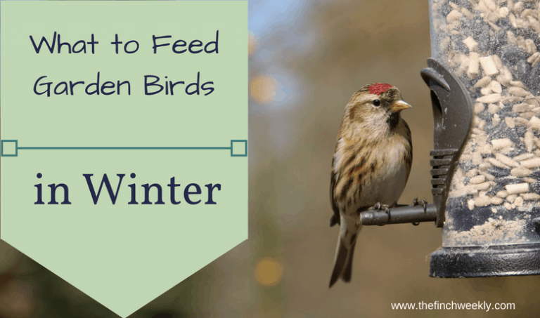 What to Feed Garden Birds in the Winter