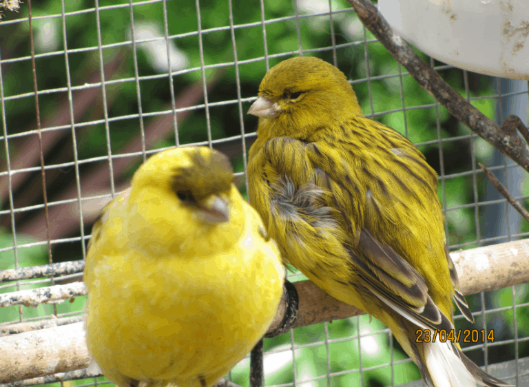 Canary Varieties – The Fife Fancy