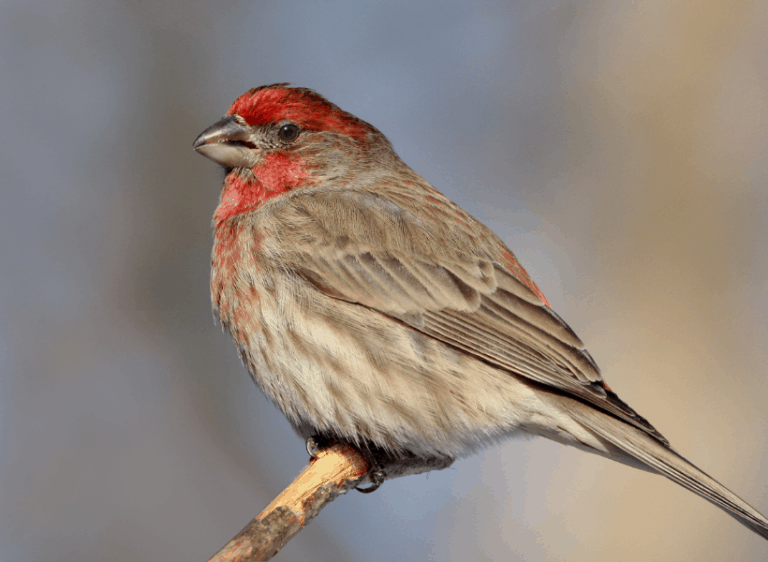 Bird Profile: House Finch (Mexican Sparrow)