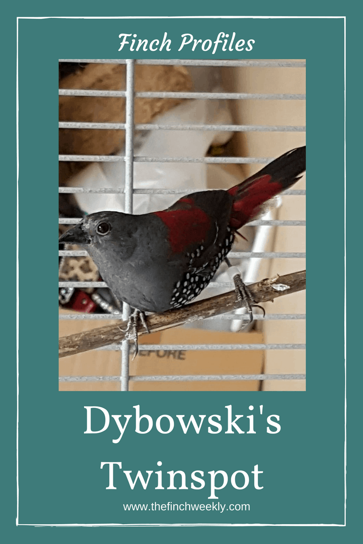 Dybowski's Twinspot - one of the more unusual and startling members of the family