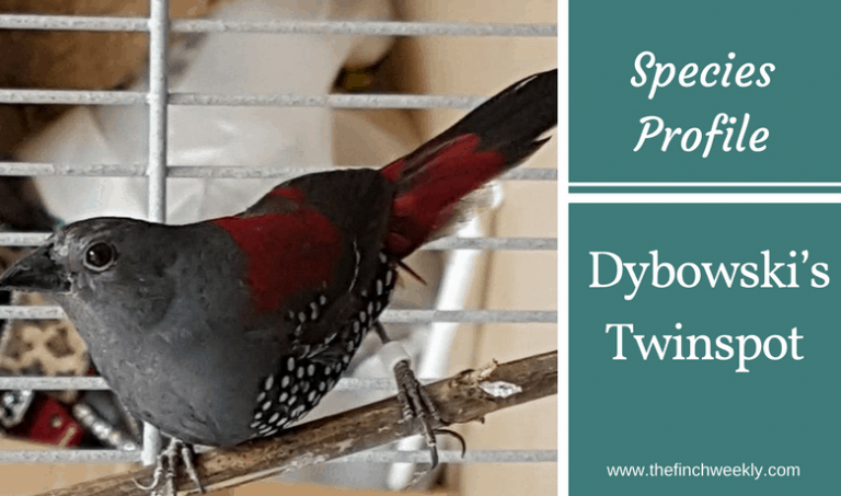 Dybowski's Twinspot - one of the more unusual and startling members of the family