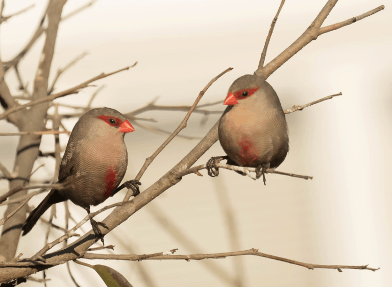 What is a Waxbill?