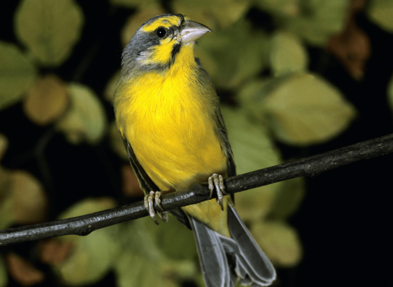 The Green Singing Finch – A Guide to Keeping and Breeding
