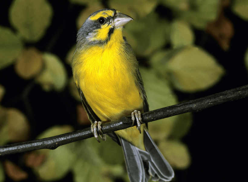 green-singing-finch