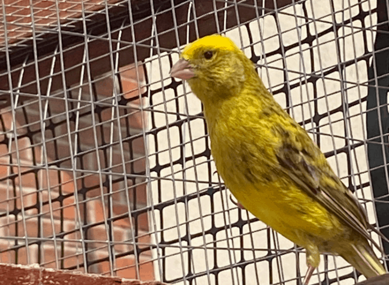 Canary Varieties – The Lizard Canary