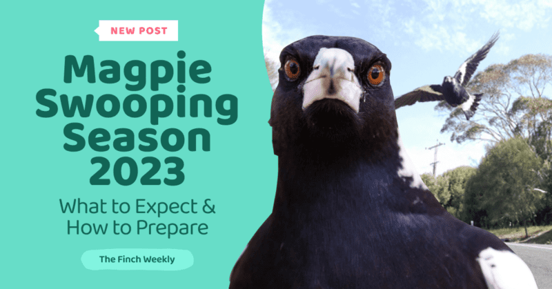Magpie Swooping Season 2023: What to Expect and How to Prepare - The Finch Weekly